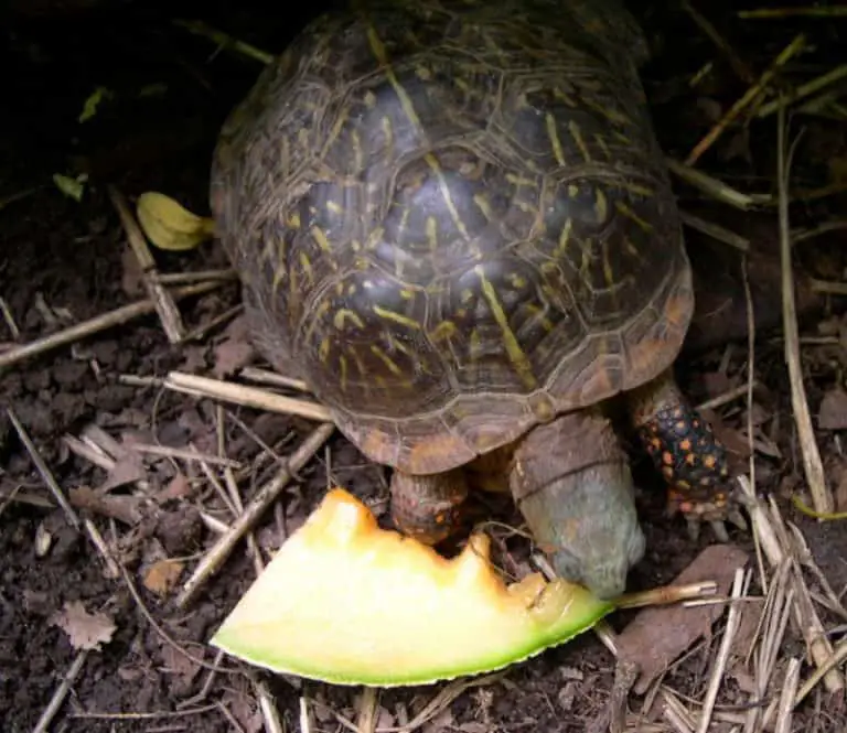 Box Turtle Care and Conservation Website - Box Turtle Site