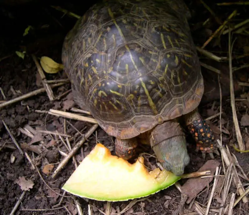  Westliche verzierte Kastenschildkröte, die Melone isst