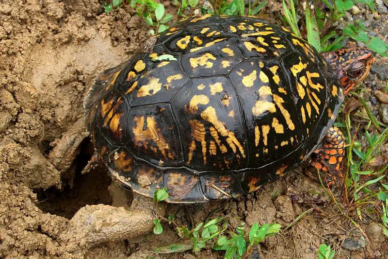 Western Ornate box turtle laying eggs