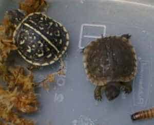  Bébé tortue de l'Ouest orné et de l'Est 