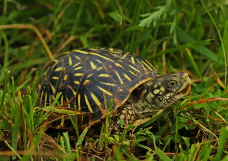 Male Western ornate box turtle