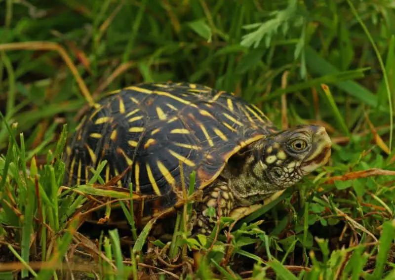 eastern box turtle eating