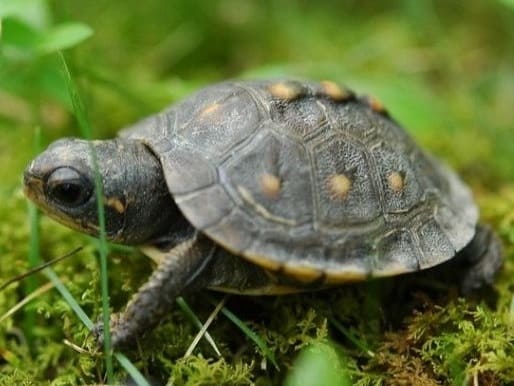 baby three toed box turtle