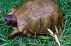 a female Eastern box turtle has darker legs