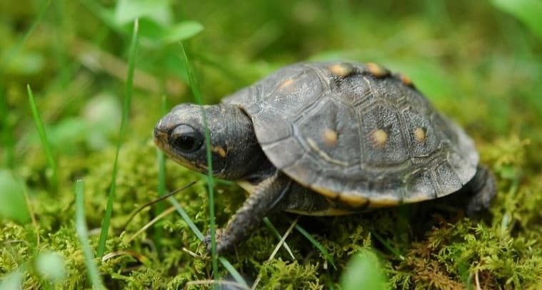 baby tartaruga scatola nella foresta