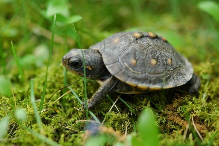 From Egg to Baby Box Turtle - Breeding Tips and Tricks - Box Turtle Site