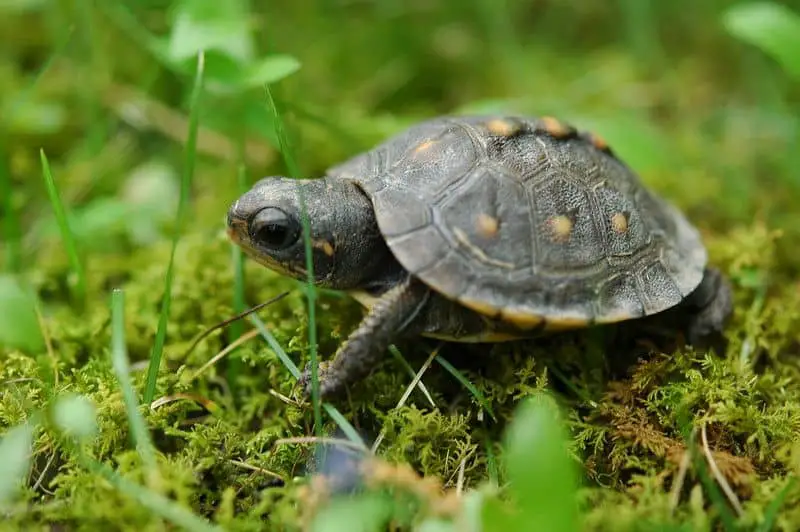 baby box turtle in the forest