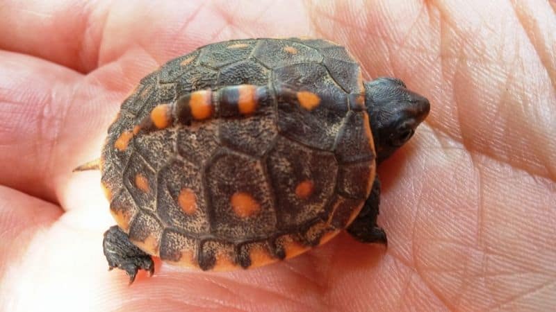  baby box turtle 