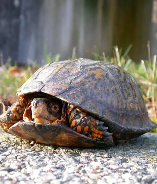 box turtle hiding in shell