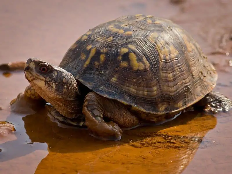 box turtle soaking in water