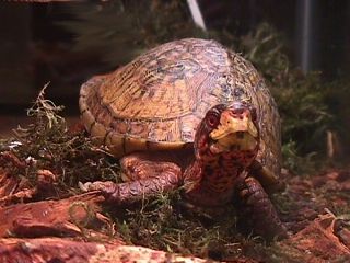 Endangered box turtles