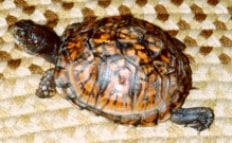 Petey the box turtle pet