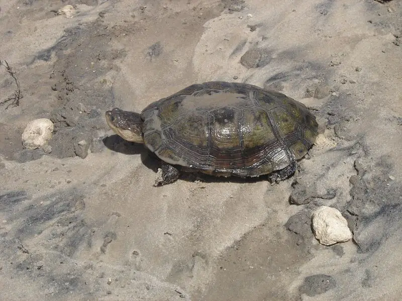 African side-neck turtle