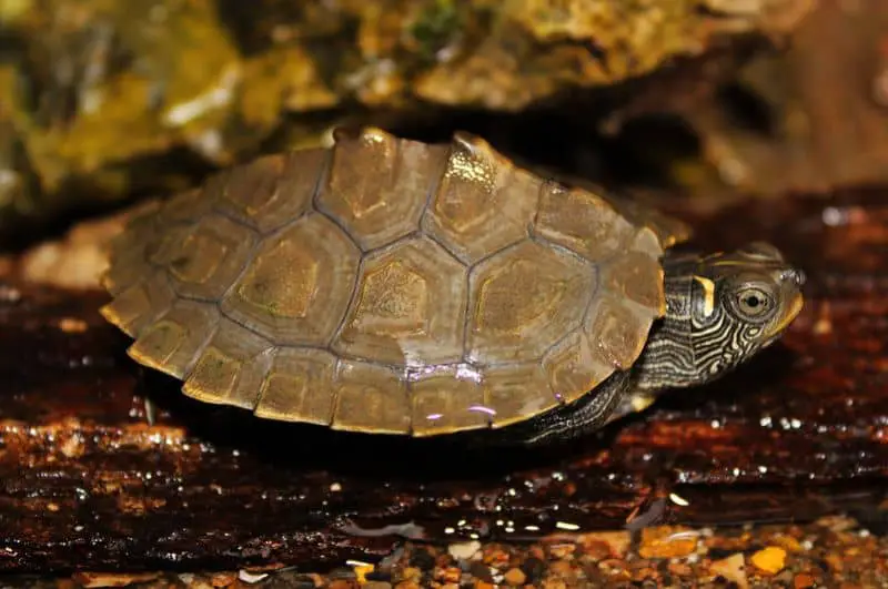 False Map Turtle