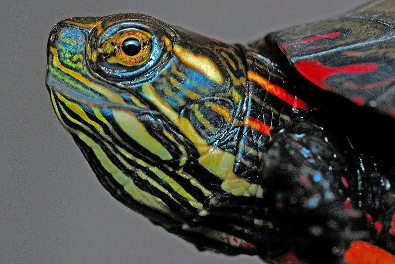 Painted Turtle