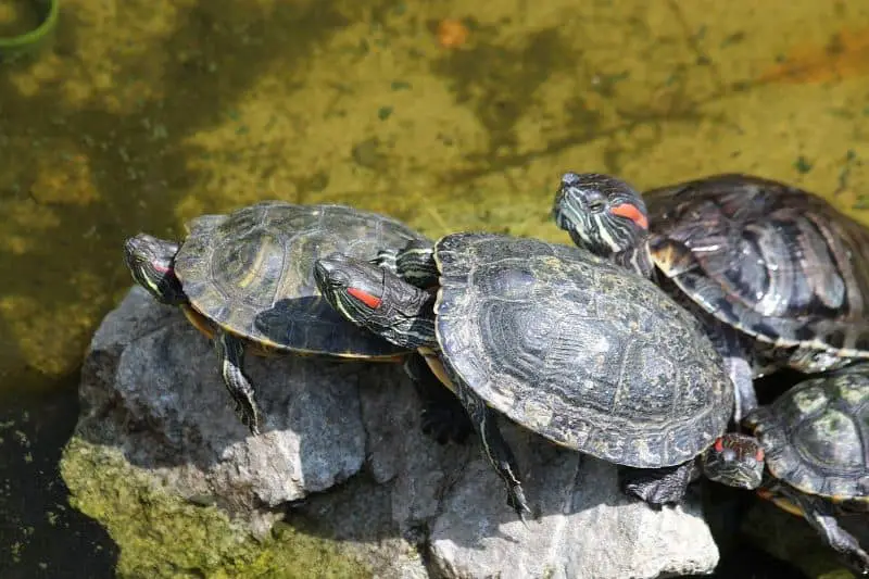 Red-eared slider - the best turtle as pet?