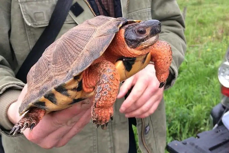 Wood turtle