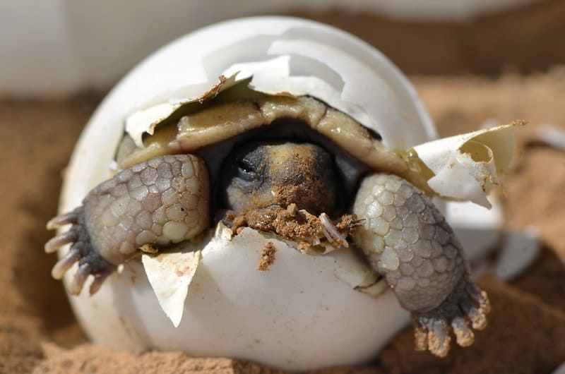 Hatching desert tortoise - how to incubate turtle eggs