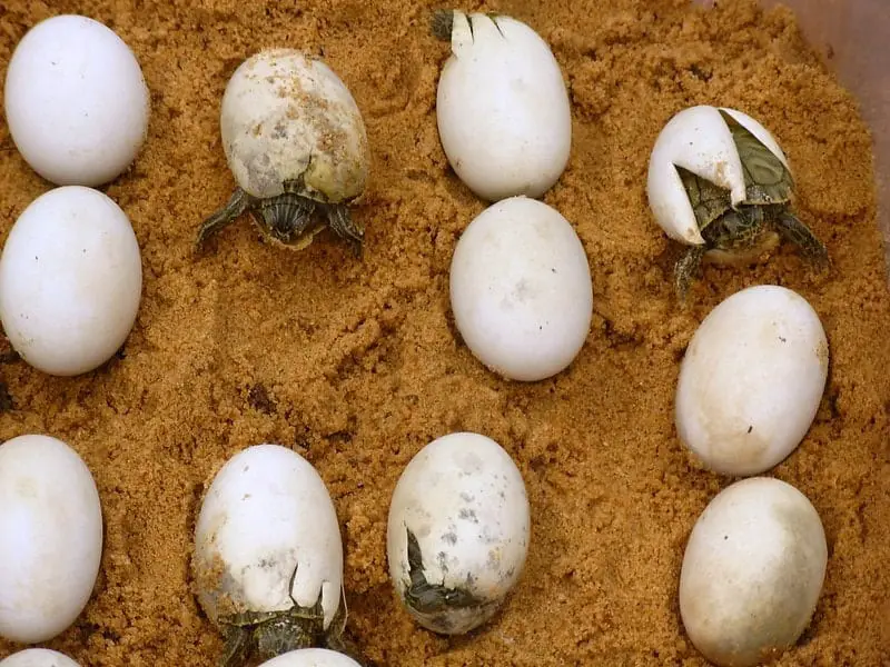 Painted Turtle Eggs